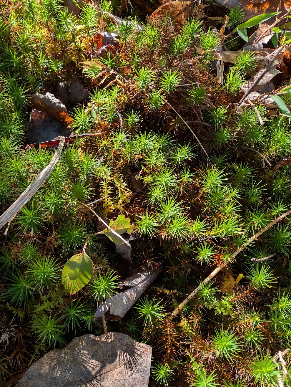 The wonders of nature while on a hike