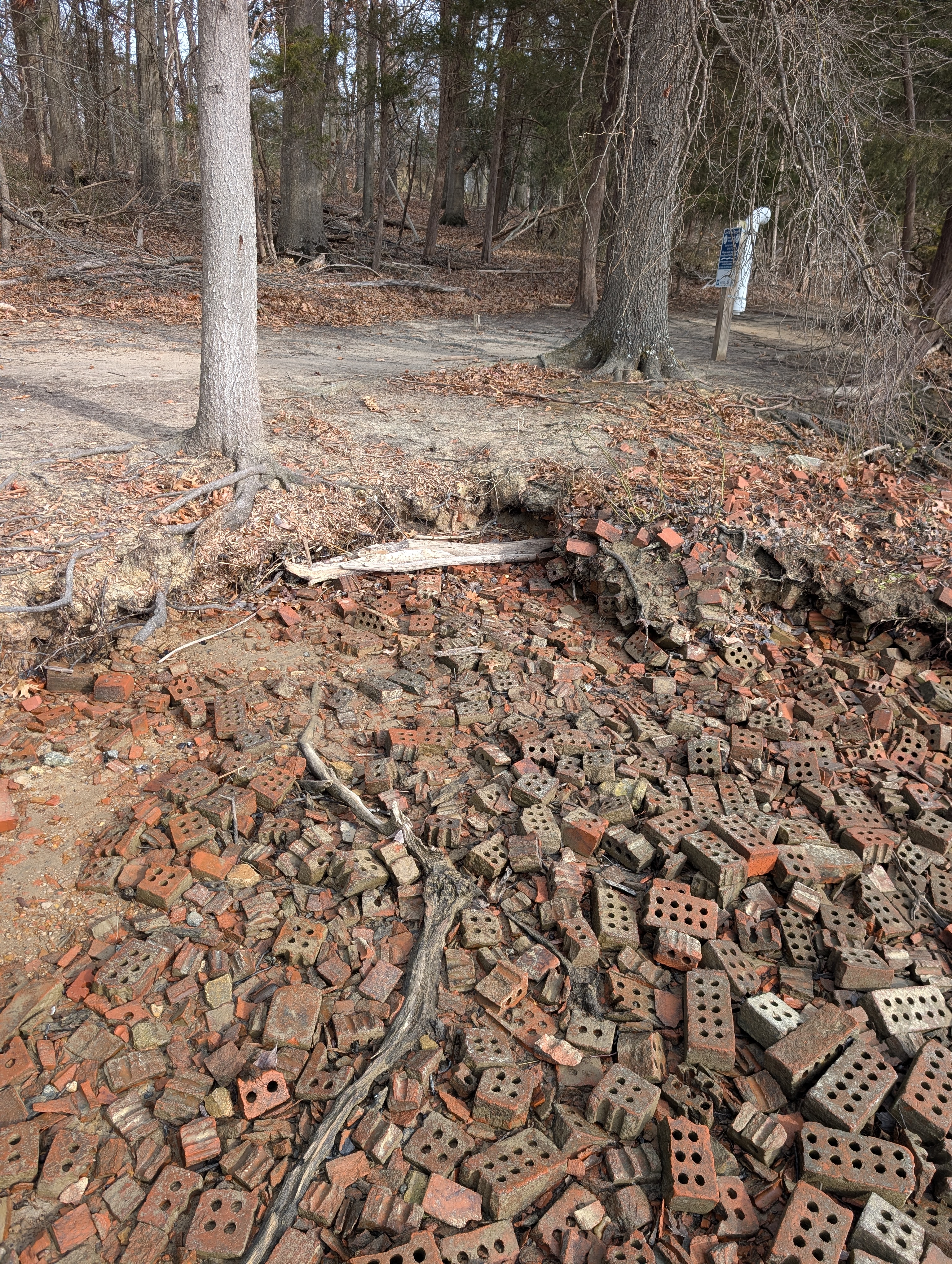 An example of shoreline erosion from the Aquia Creek side of Widewater State Park. You can see the hiking trail very close. January 3rd, 2026