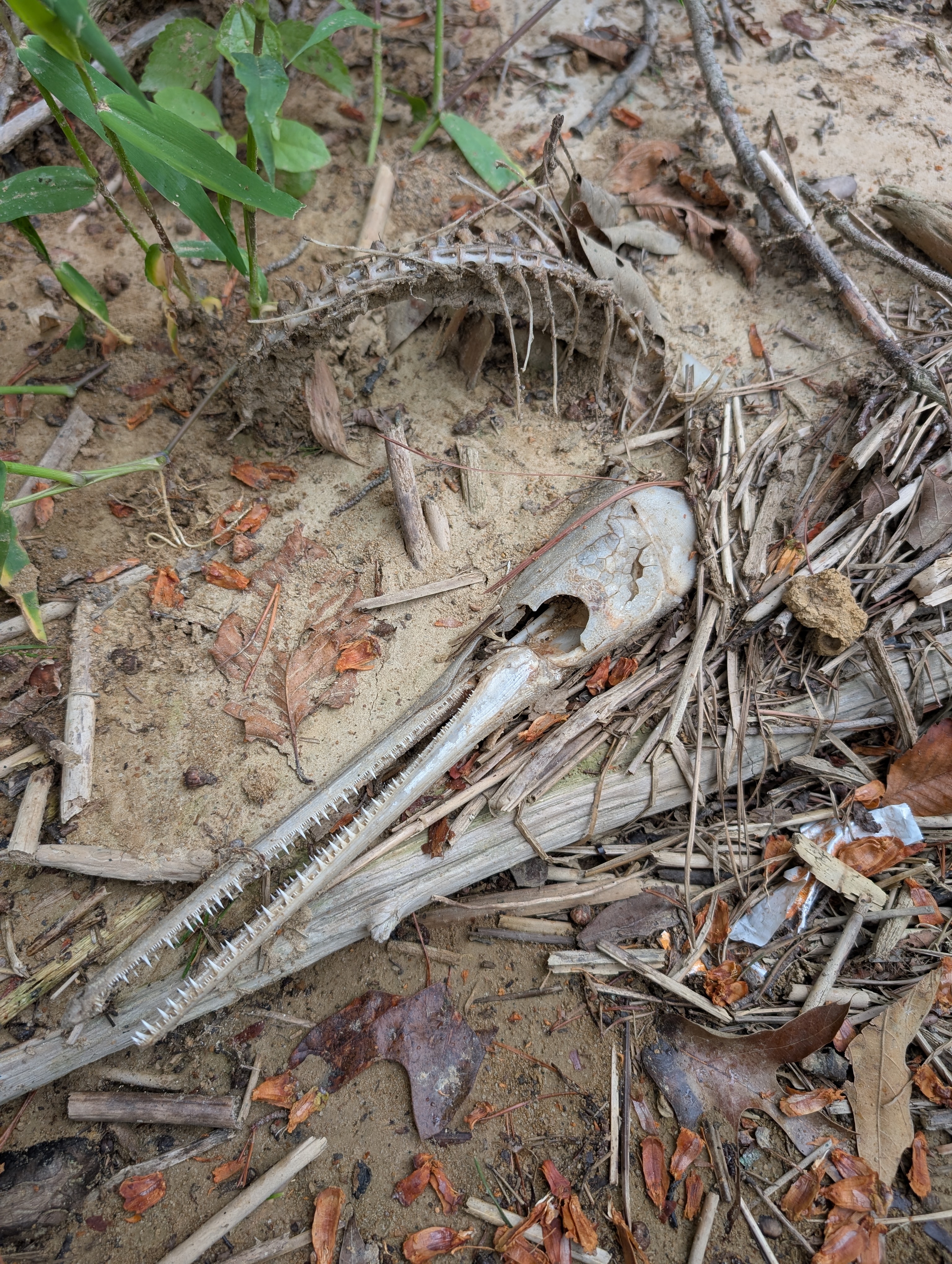 A skeleton of a longnose gar on the shoreline of Boykin's landing.